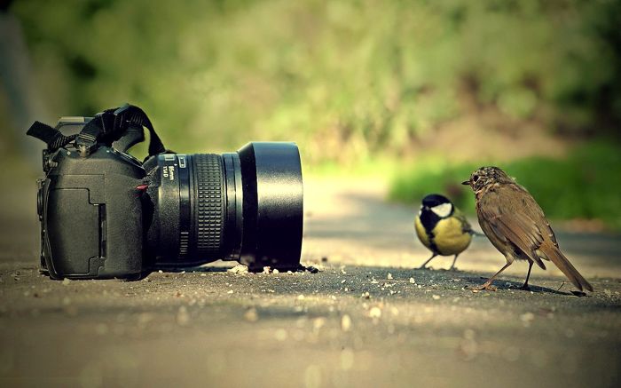 Bird-And-Camera-Photography.jpg